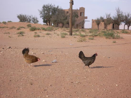 poules chercheuse